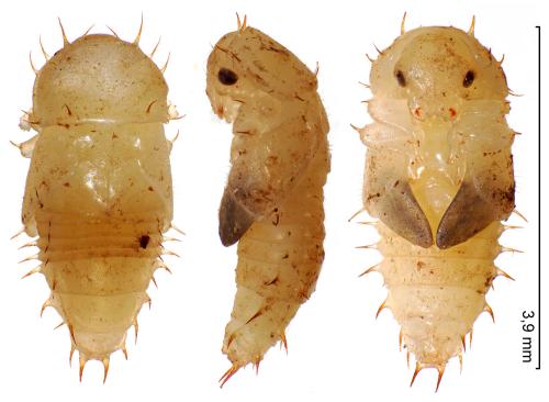 Carpophilus marginellus